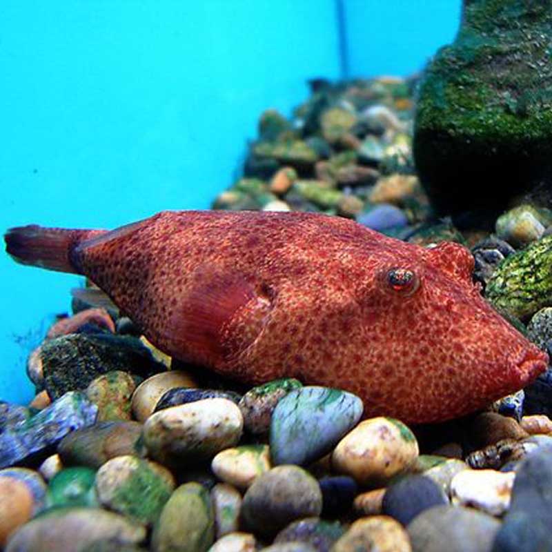 木瓜狗头鱼3cm热带鱼凶猛鱼苗活体观赏鱼淡水河豚包邮