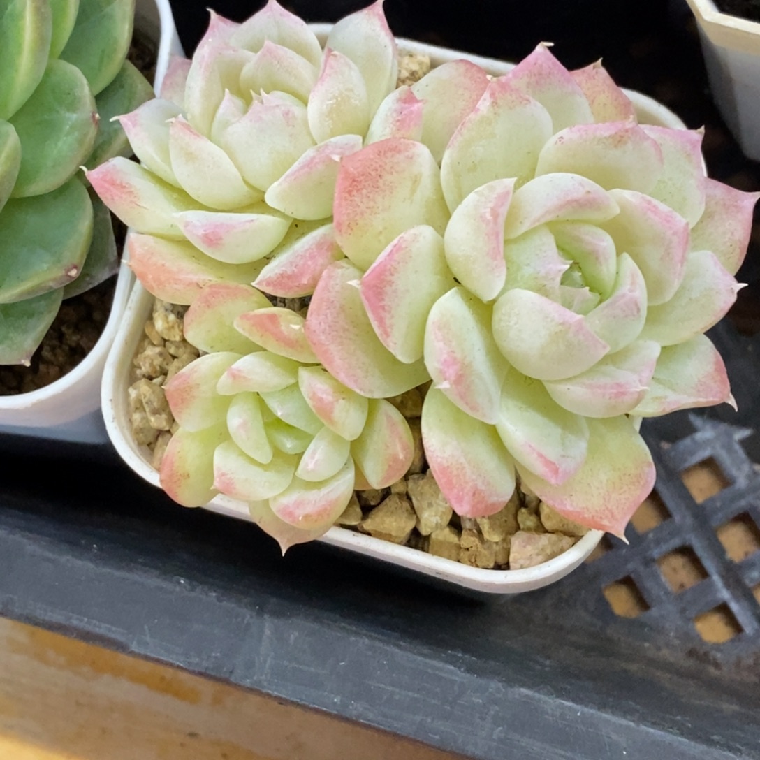 精品多肉一物一一拍不包整180