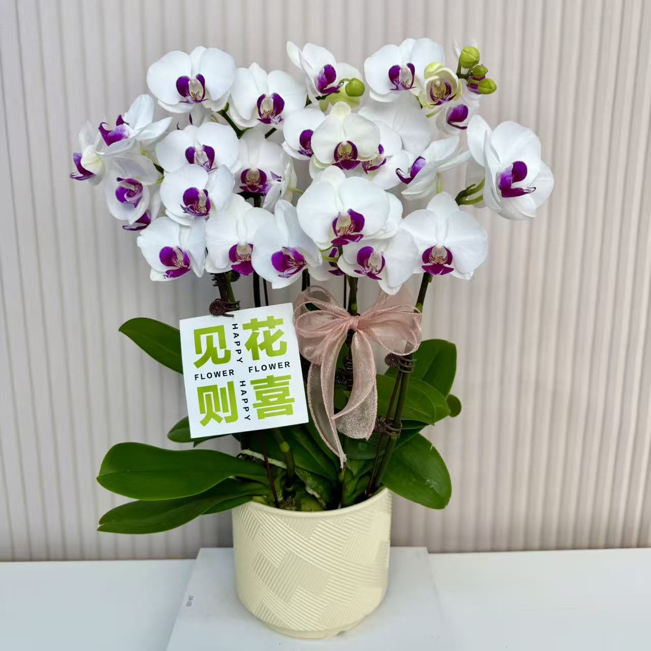 【雪玉】蝴蝶兰  白双中小花型 四季花 室内花精品 源头基地直