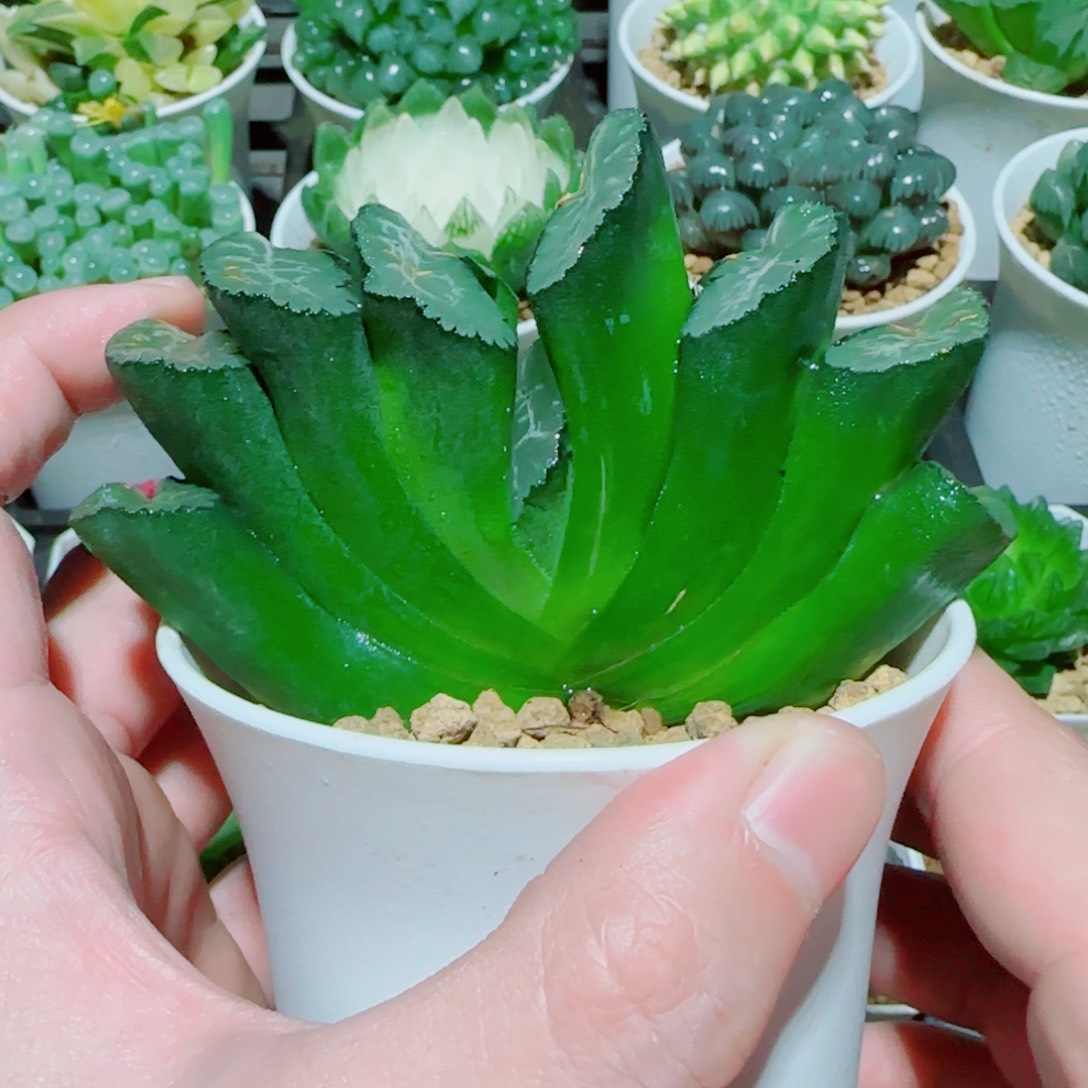 写乐玉扇多肉植物