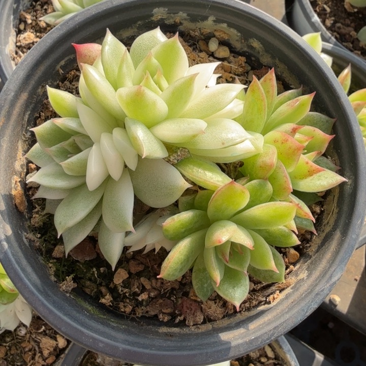 喜欢的拍黑水晶锦