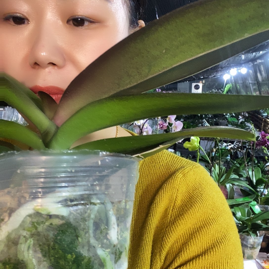 无花朵彩虹独角兽蝴蝶兰