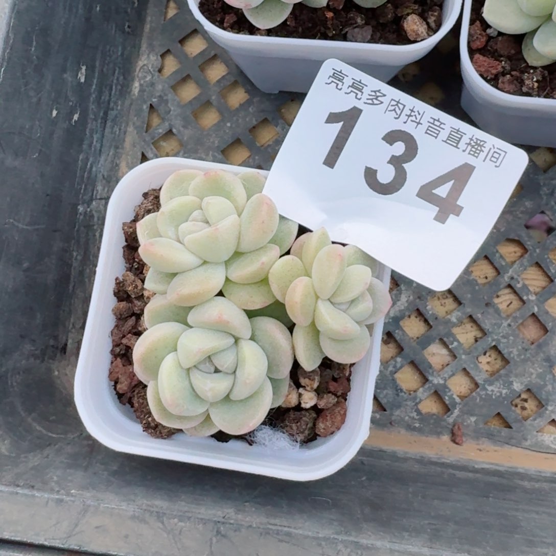 冰玉群生整装无砍多头