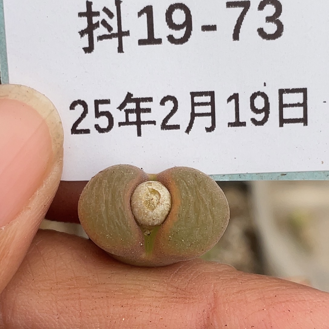 19-73风铃多肉植物