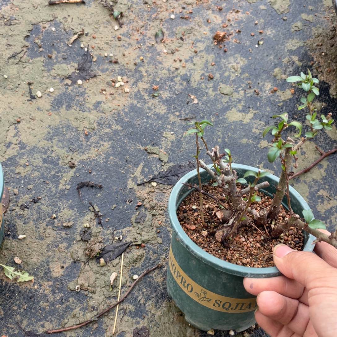 无花朵原生151515