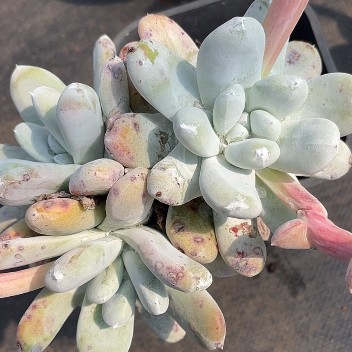 【闪购商品】花朵红拇指