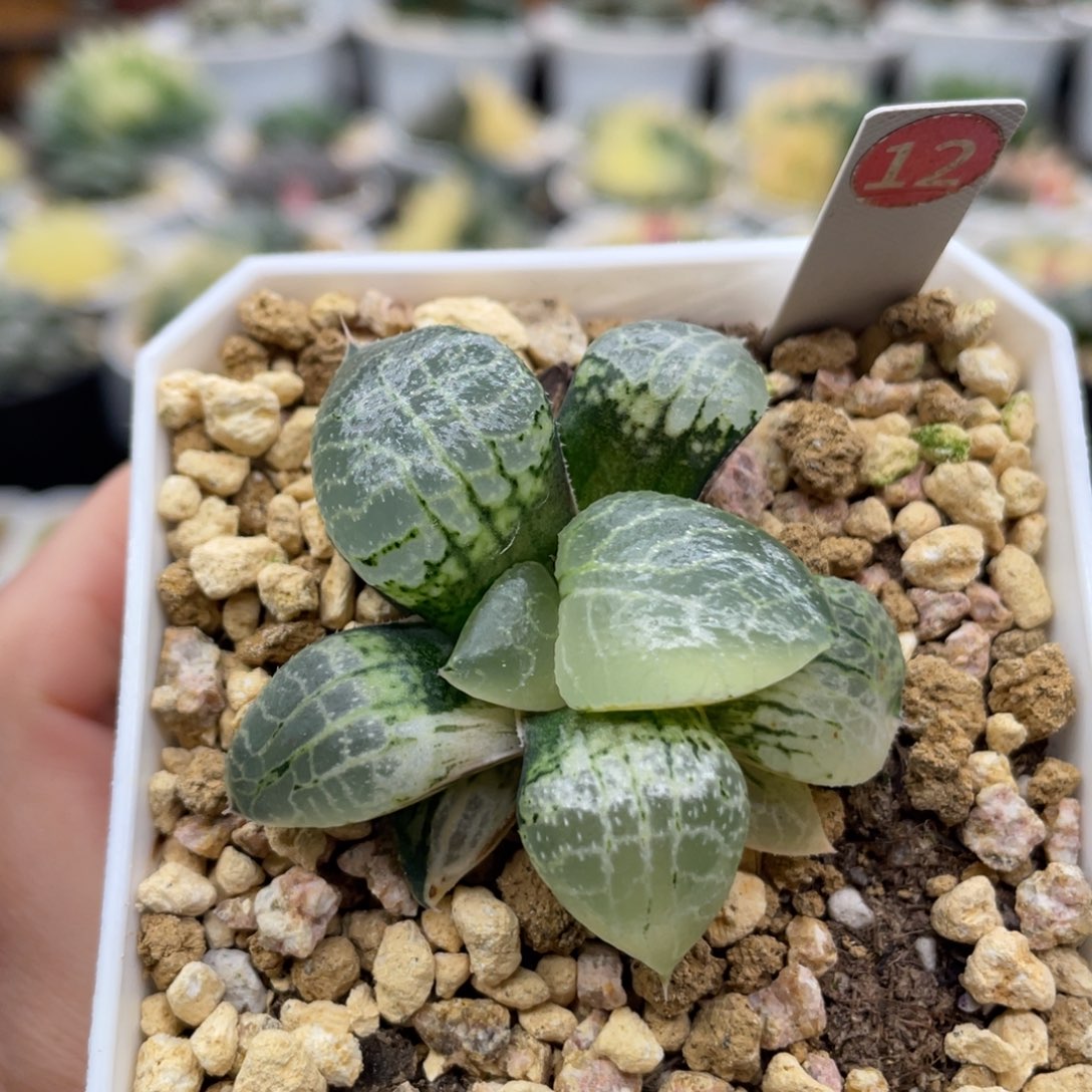 12 水晶康平101锦