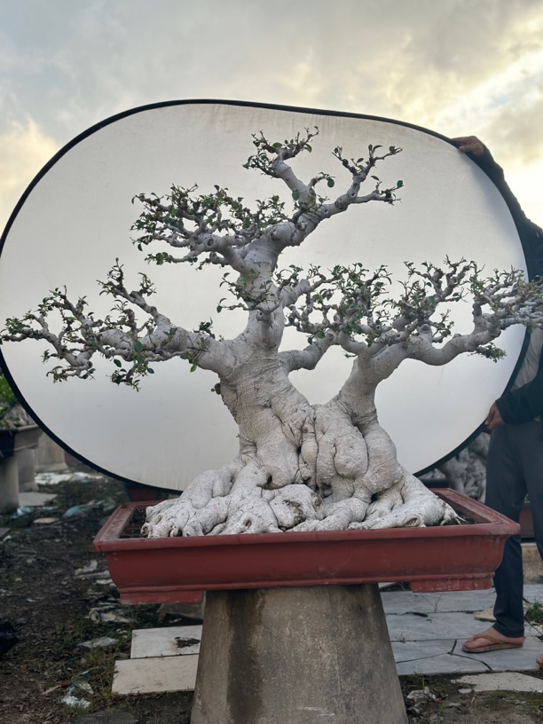 庭院风丛林榕树盆景