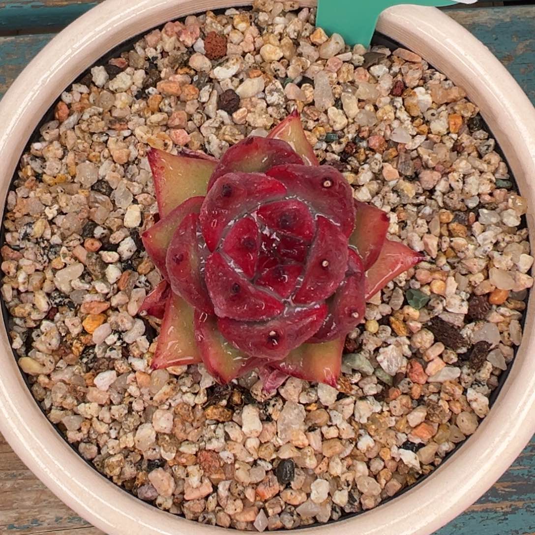 多肉一物一拍0203-103宝石