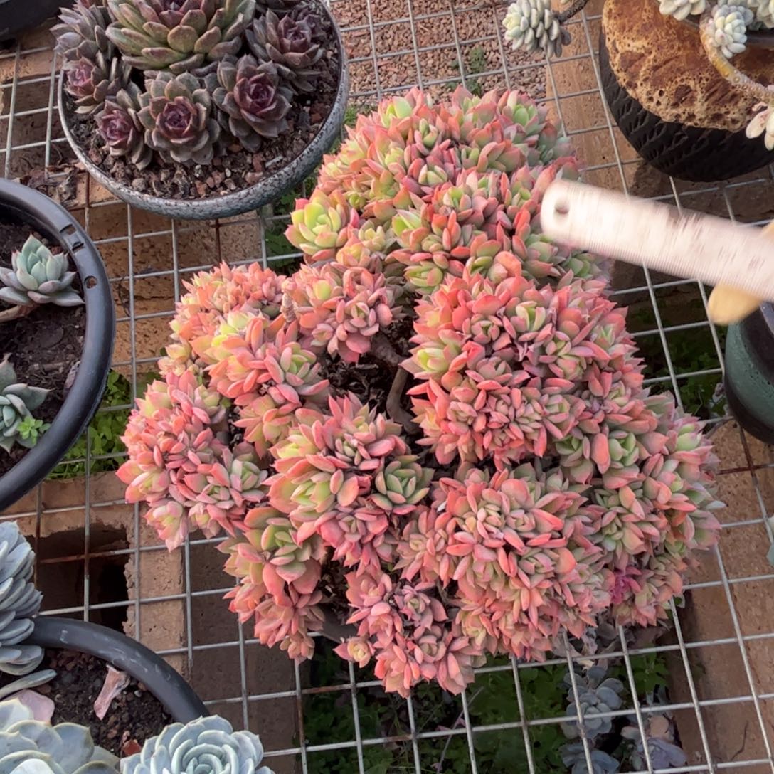 好姑娘多肉园艺，绮罗缀