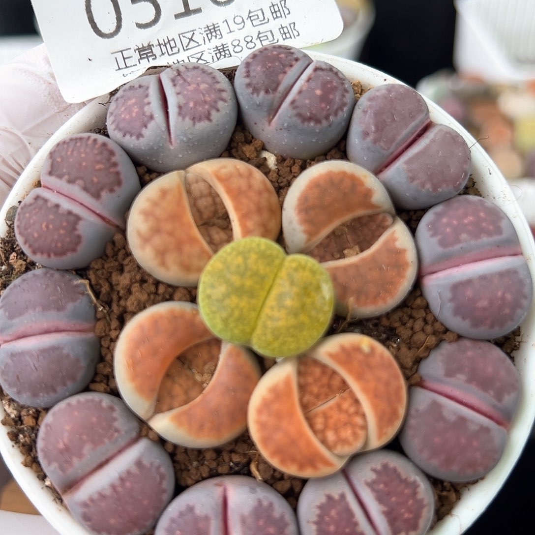 好养易活生石花大母本0516