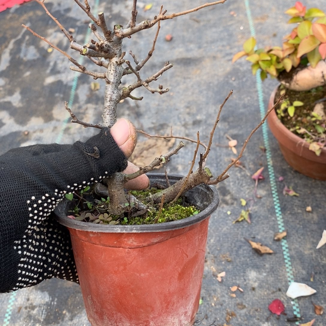 有***天无花朵盆景盆景10