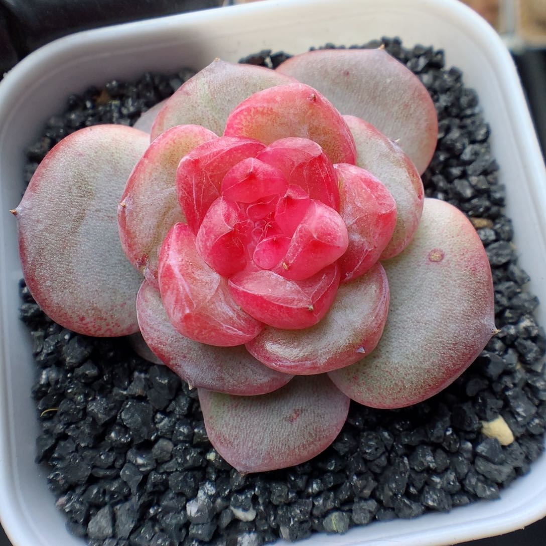 多肉植物。 糖心105