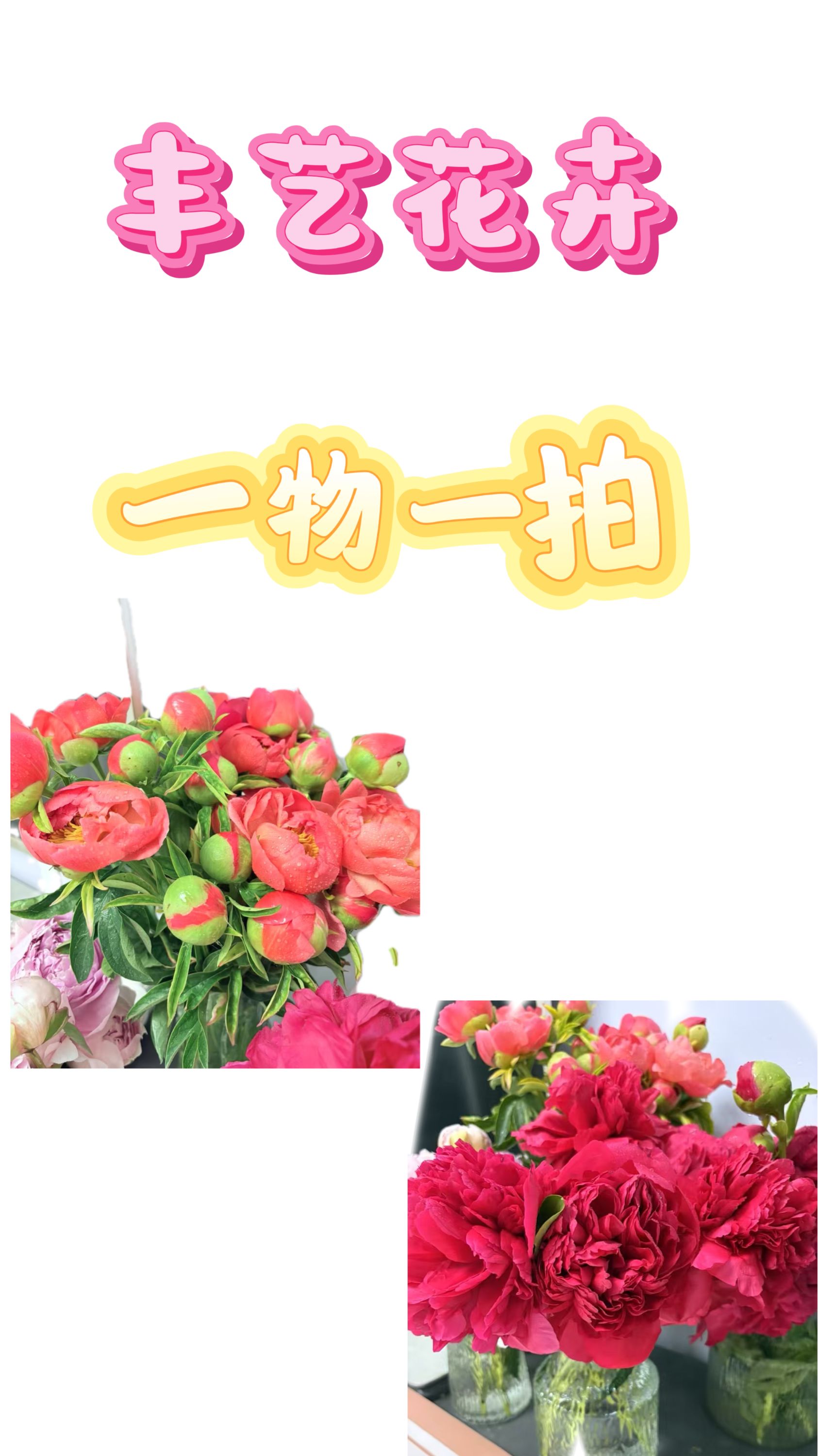 丰艺花卉---一物一拍