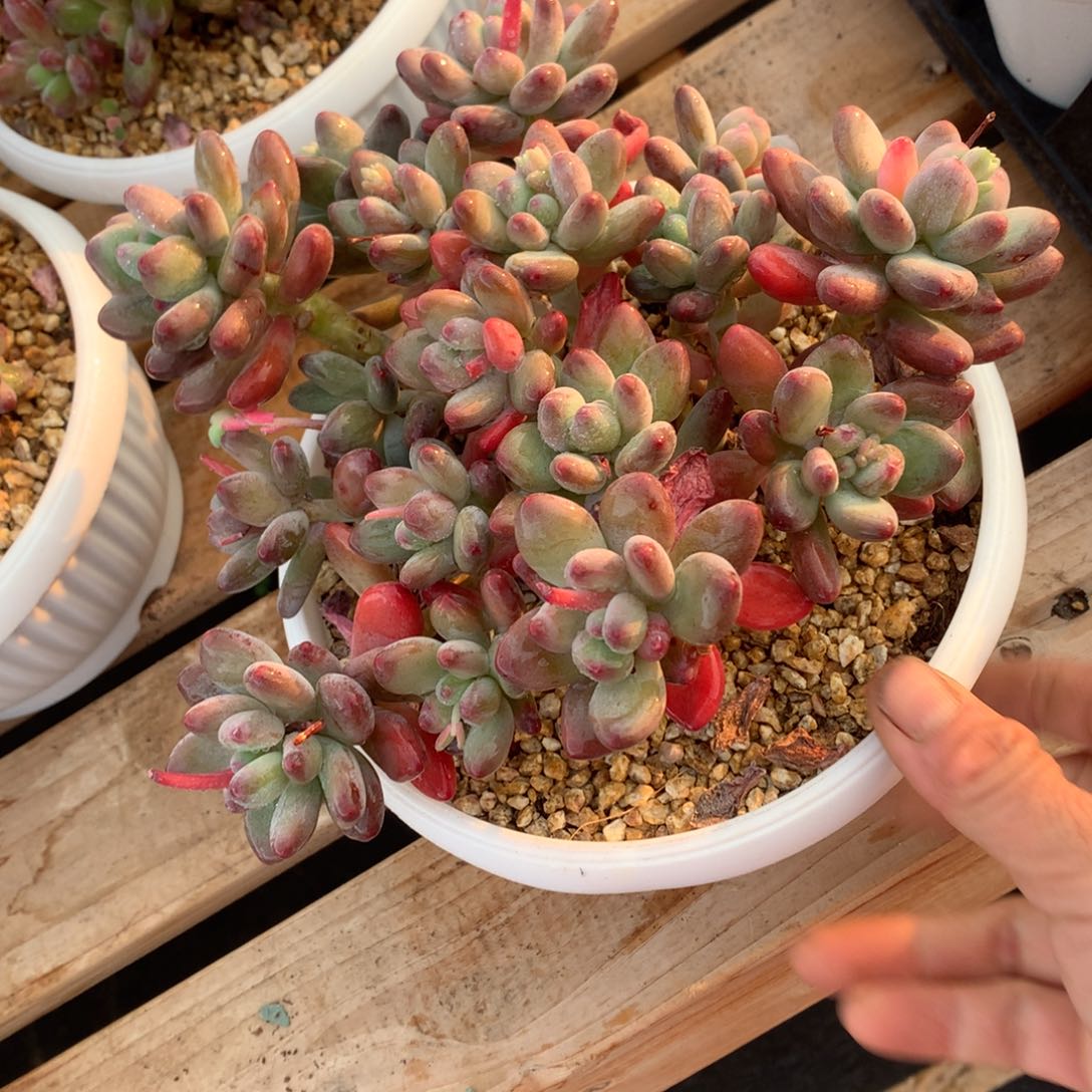 多肉植物多肉植物