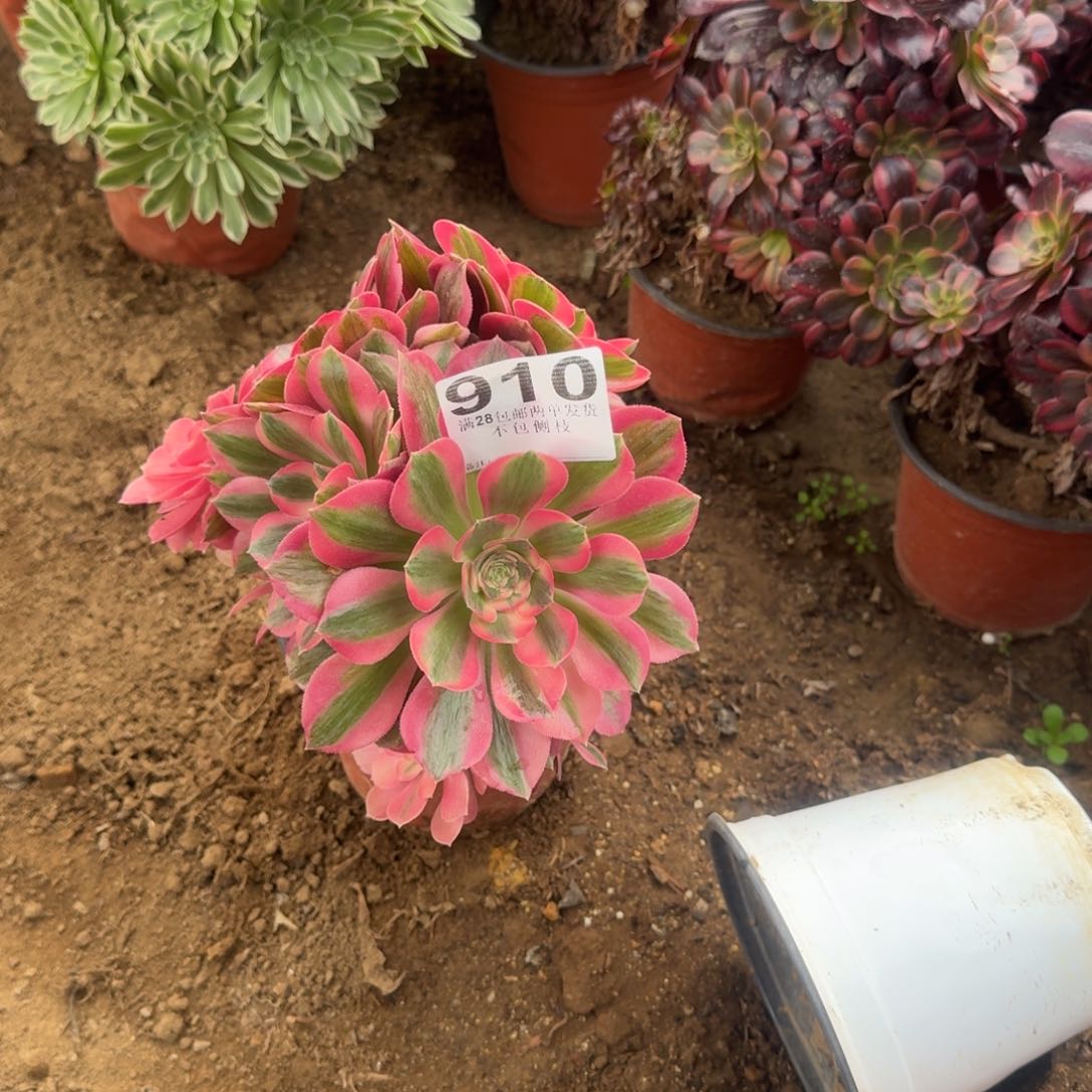 两****子910号妖月清棚母本不包损