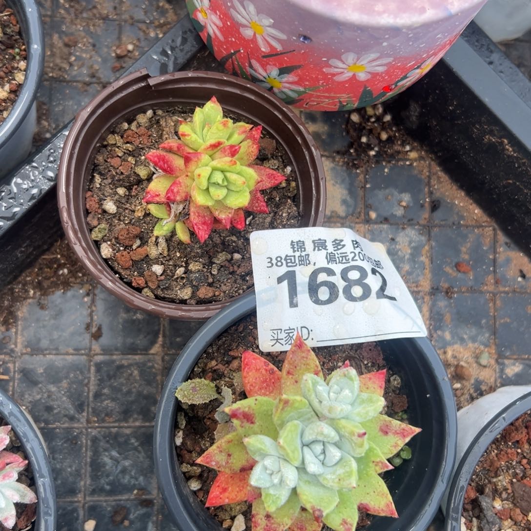 两棵苹果叶～仙女杯1682