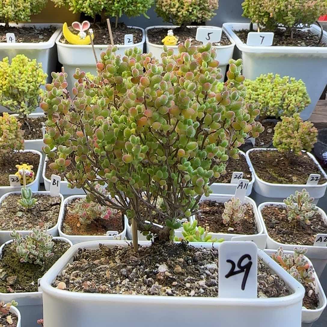 蜜橘糖球枝干番杏