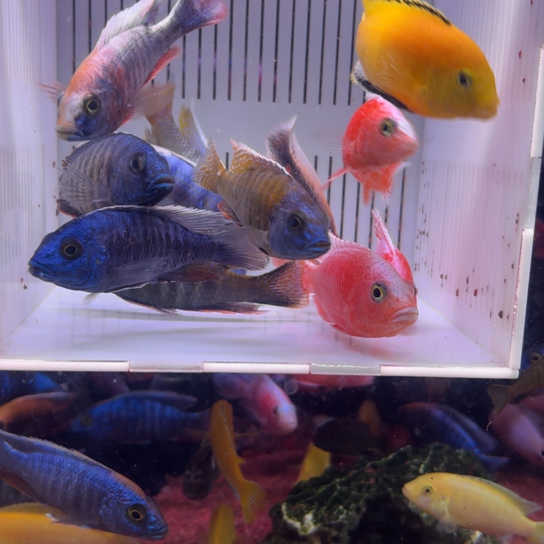 慈鲷鱼直播62号12条其中备损2条