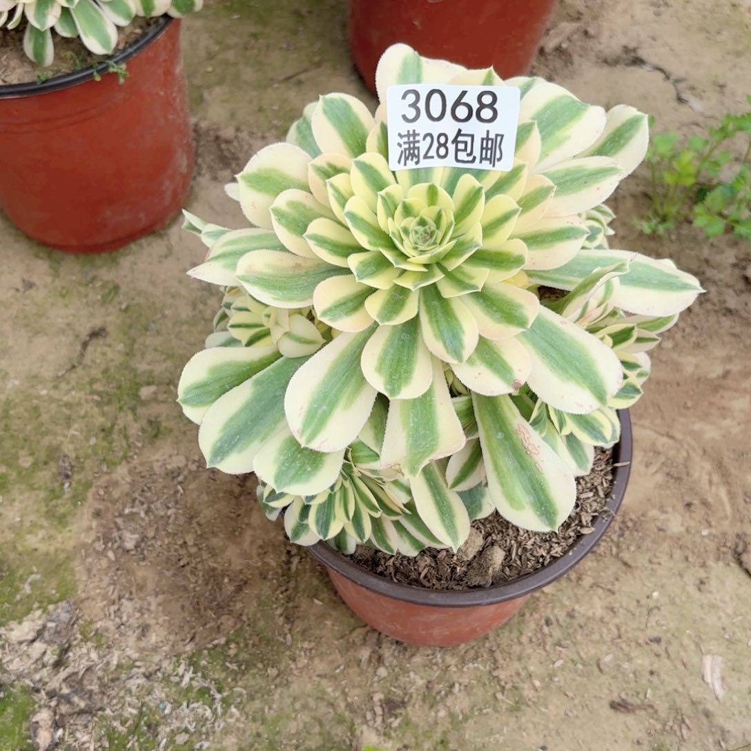 3068迈巴赫多肉1111111