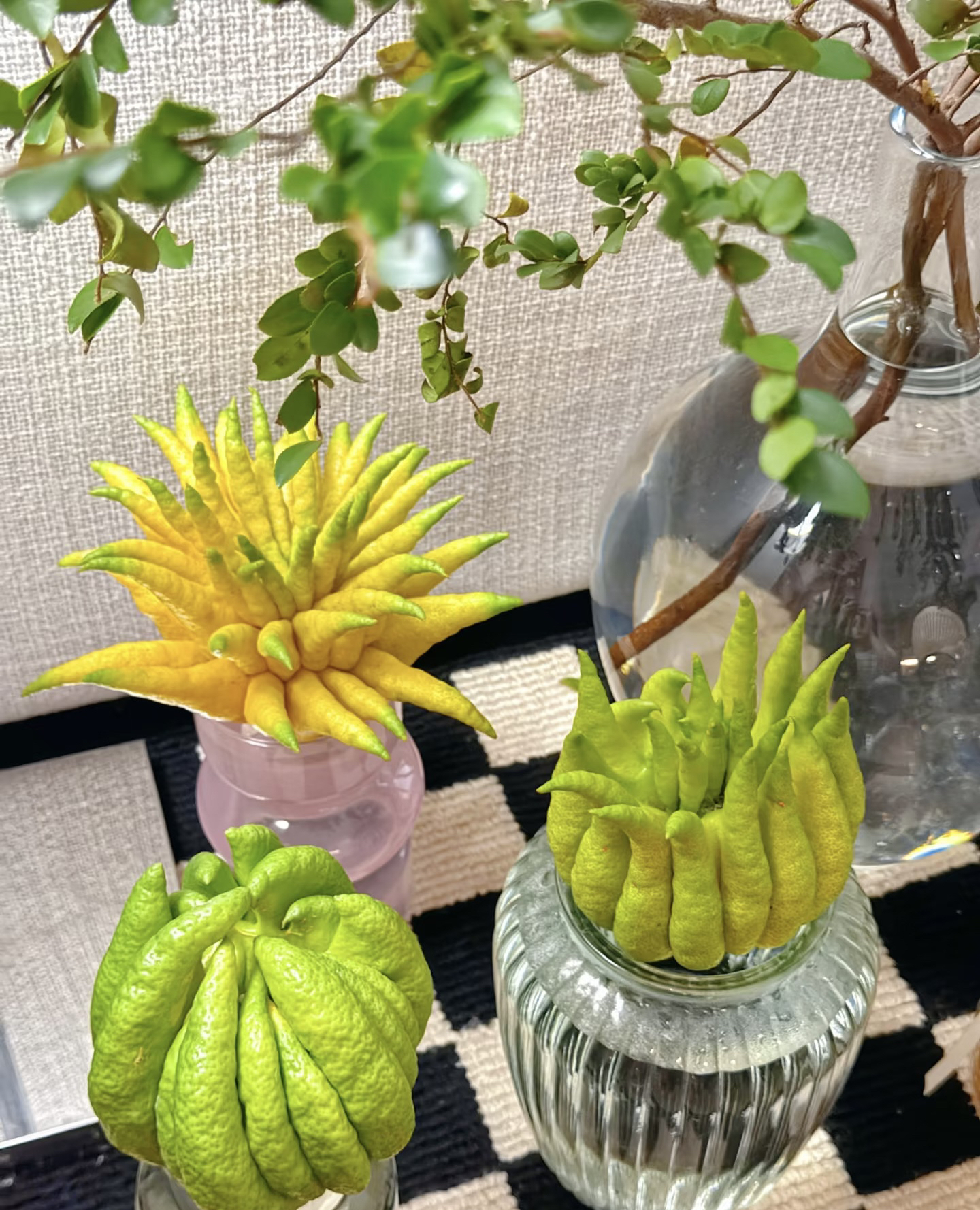 【量拍买一送一】现摘新鲜佛手柑大果观赏有清香可作天然香薰