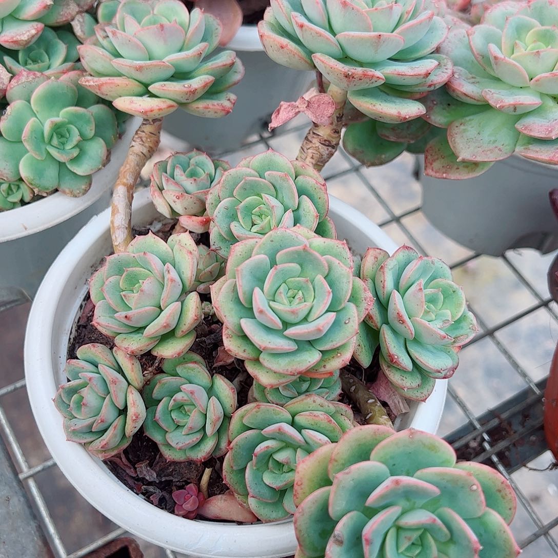 妮可沙拉玫瑰多头群生老桩特价