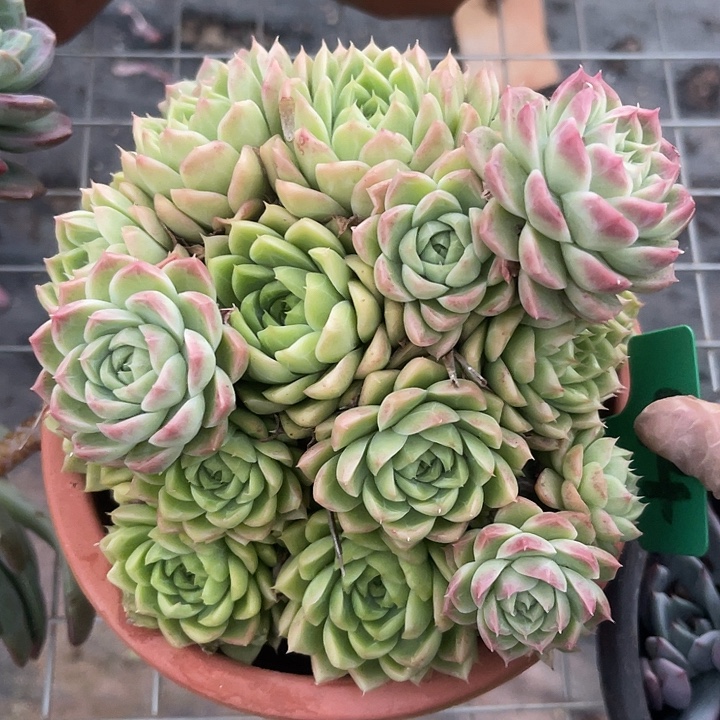 两单包邮，一物一拍红女王94