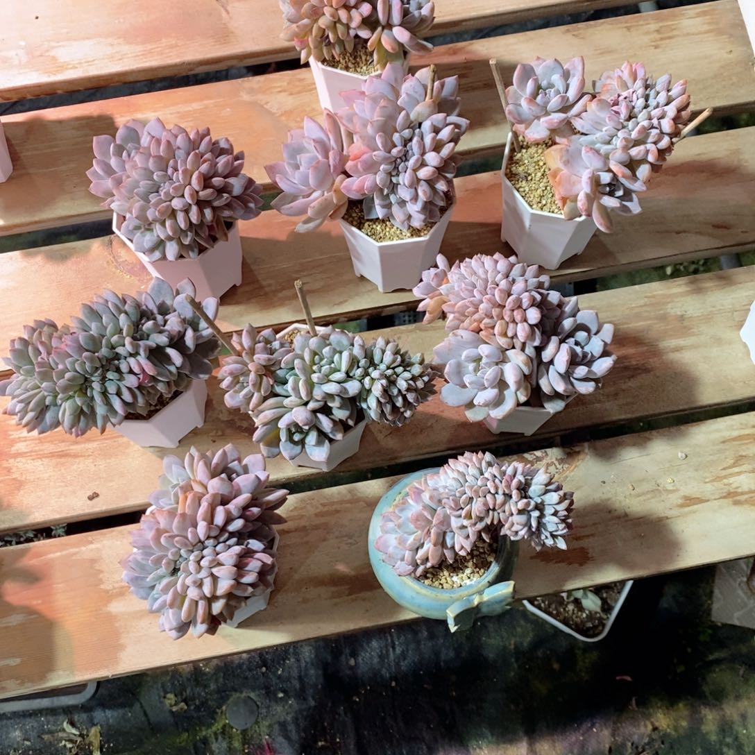 安***橙子缀化多肉植物老桩