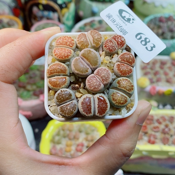 生石花花花花花花683