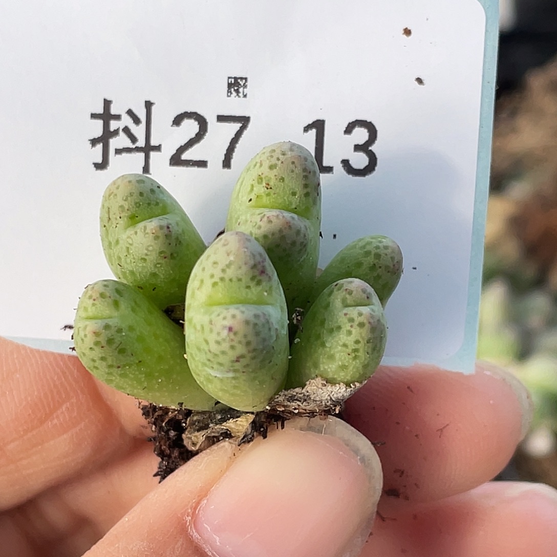 27-13草莓斑马肉锥