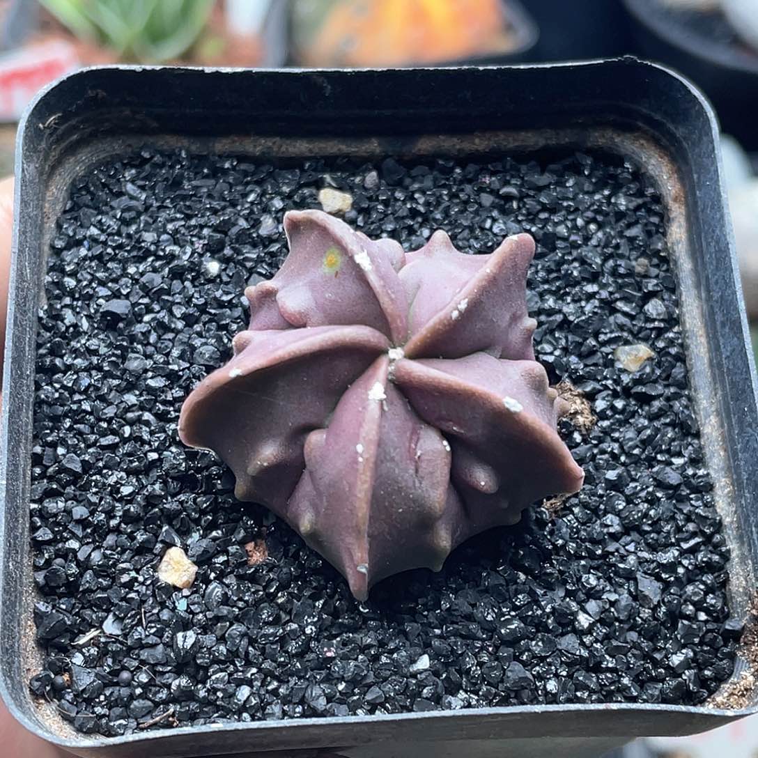 实生紫皮核桃鸾凤玉仙人球