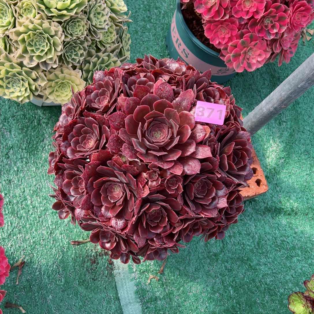 371恶魔之吻法师多肉植物