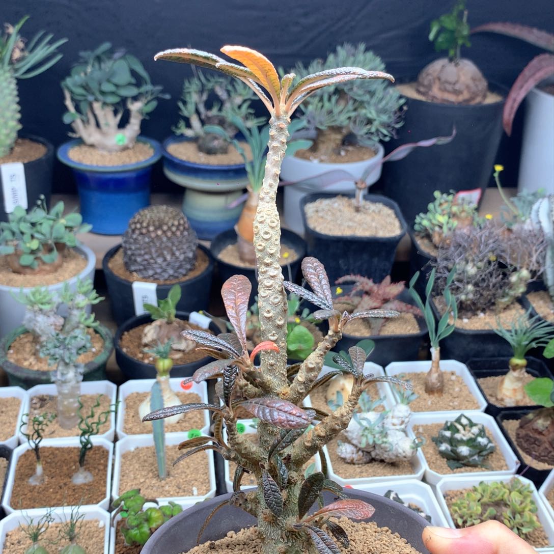 巨硫桑多肉带盆多肉