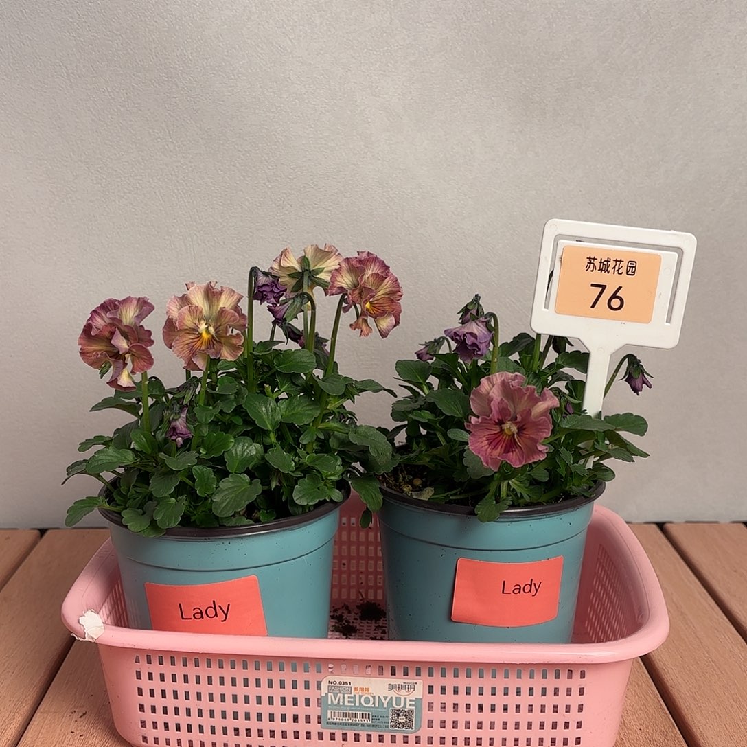 大部分开放少量花苞76