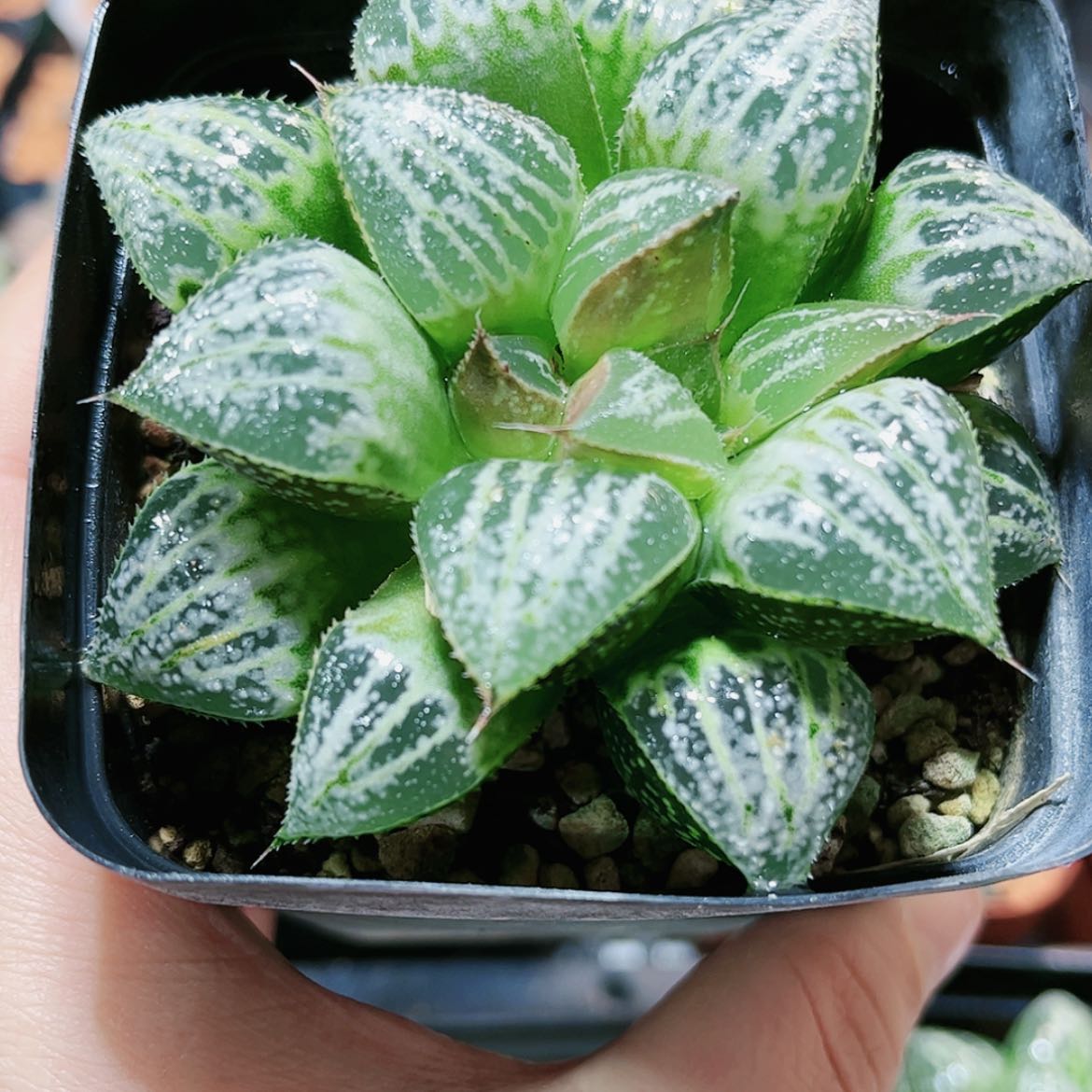 【闪购商品】霞**烂雪景色