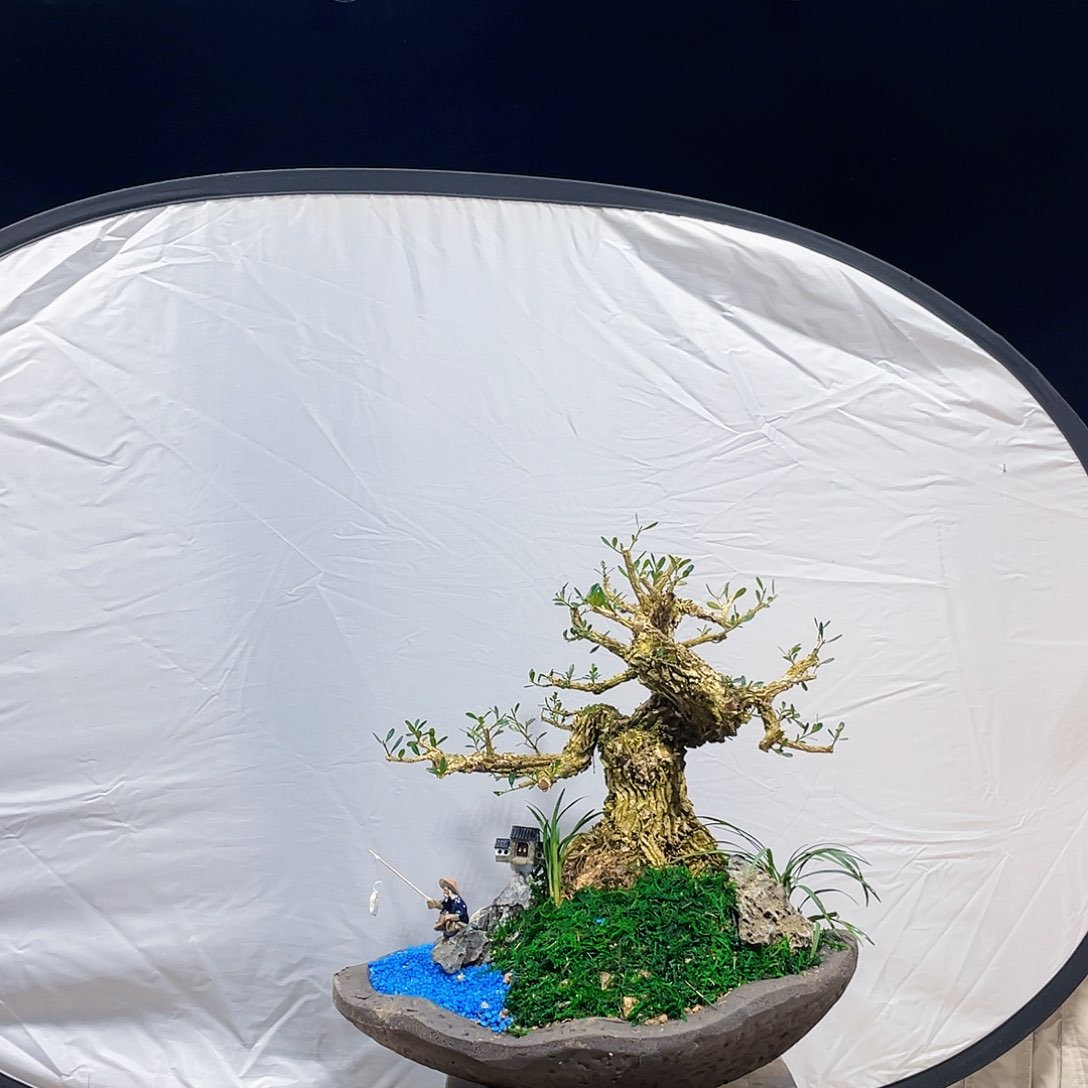 完全开放黄杨盆景四季常青