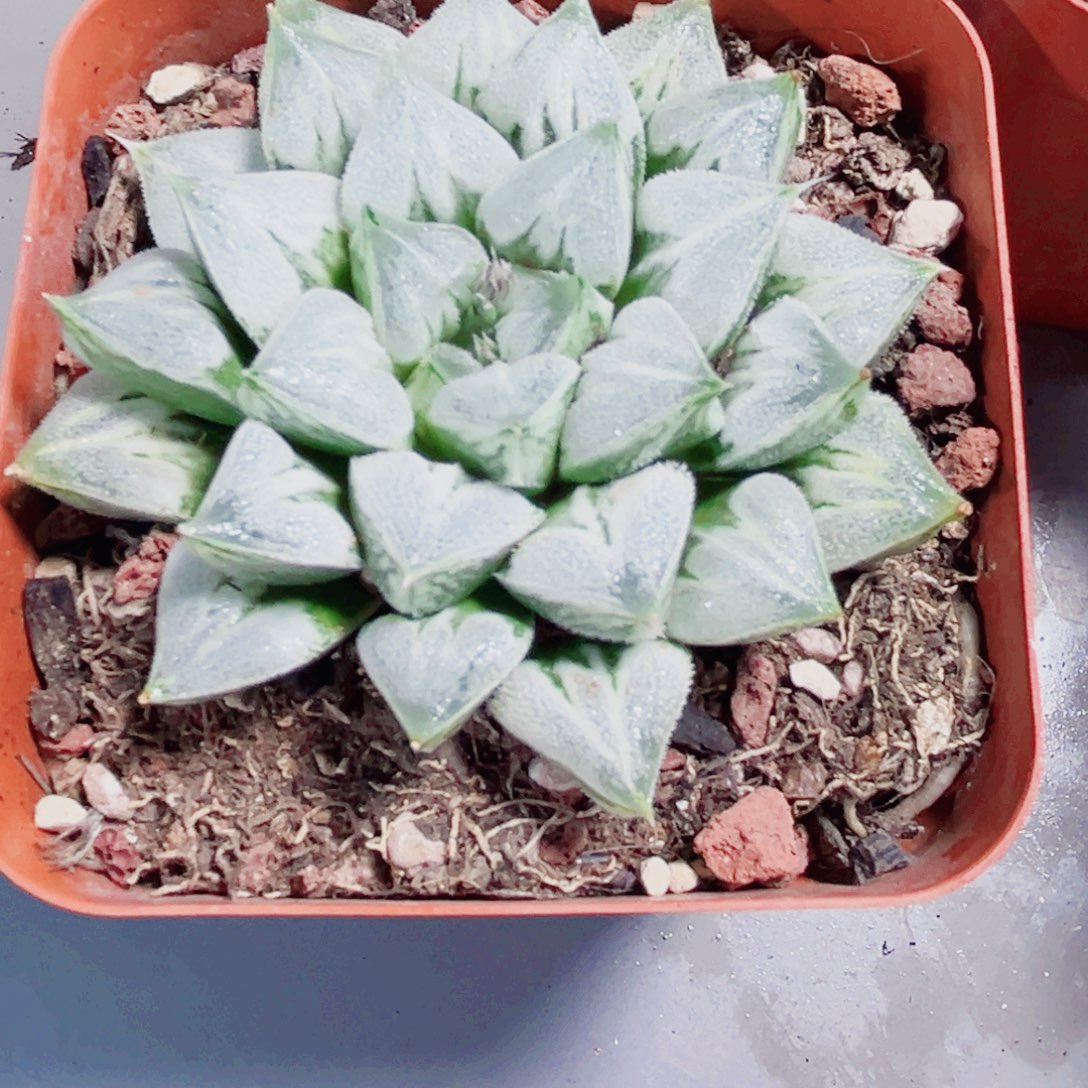 荔***冰母本爱心寿多肉植物