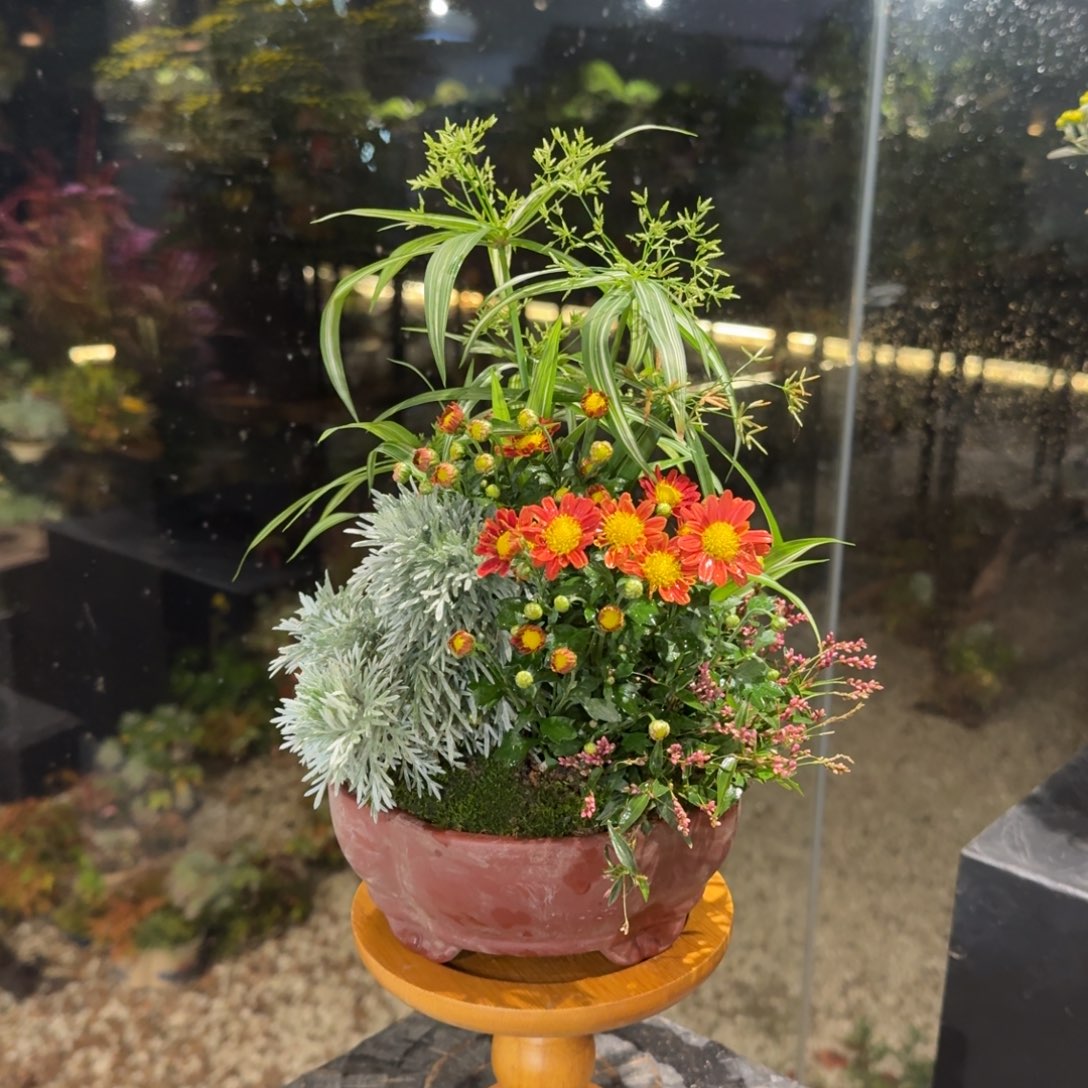 全部花朵山野草紫砂盆哈