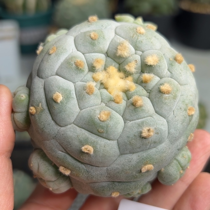 465 无根 仙人球的故事