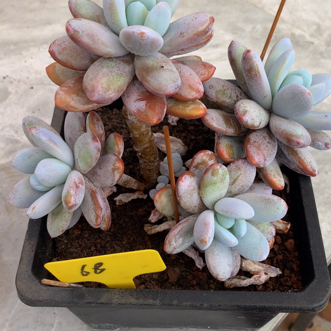 雪美人7262727362773¥