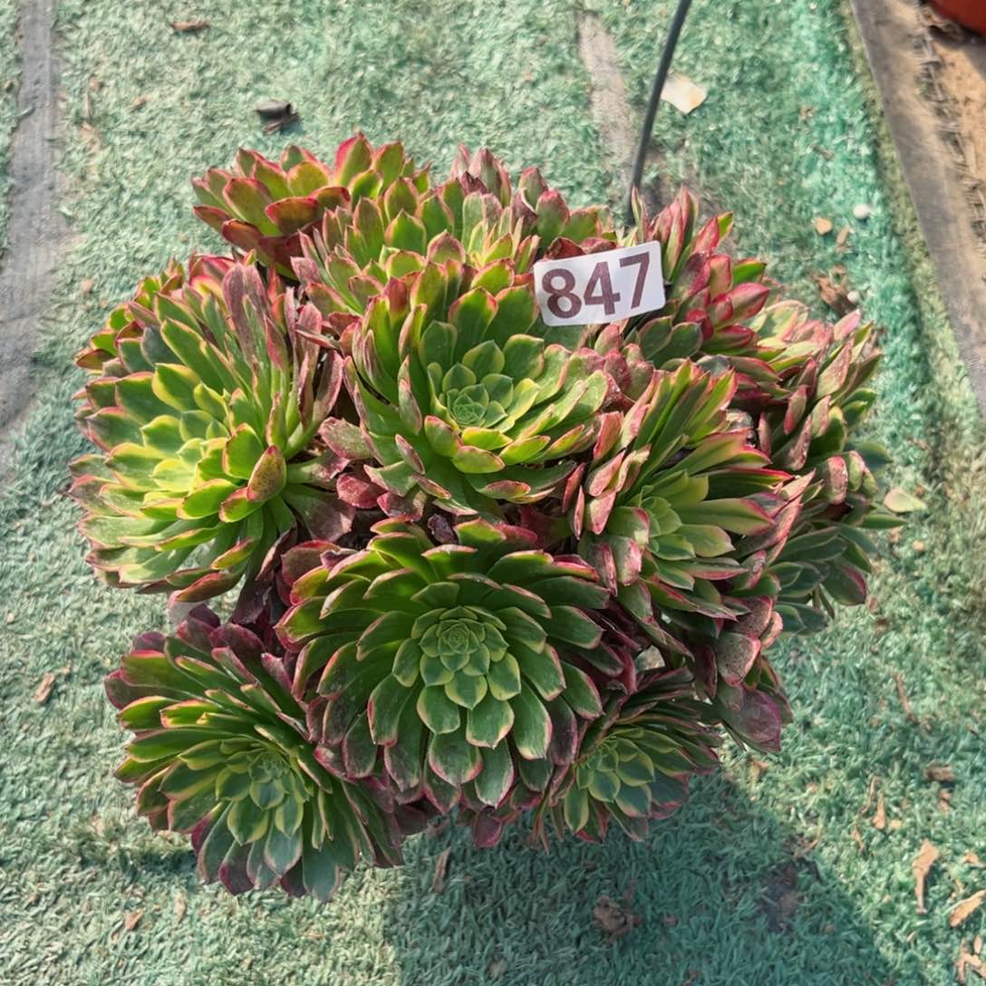 847朝霞锦多肉植物