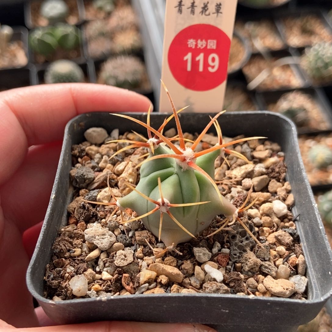 实生输入花刺春楼一颗仙人球