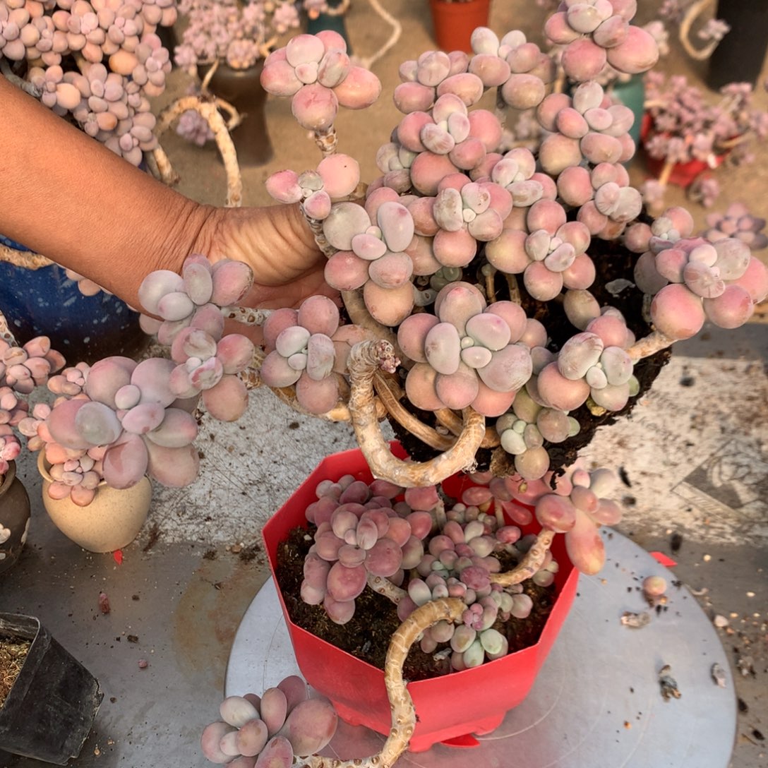 桃蛋有瑕疵福利23号不带盆