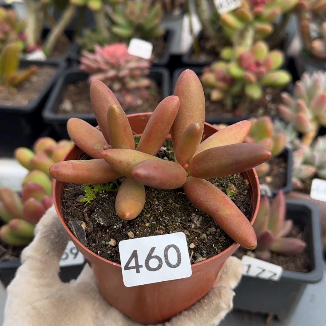 谢***晓460号一物一拍一物一拍