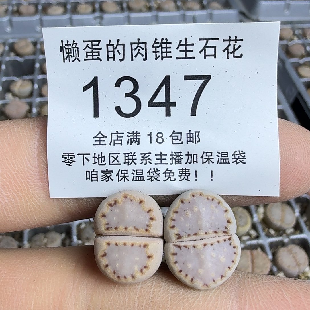1347 哈哈哈哈哈哈哈哈哈哈哈