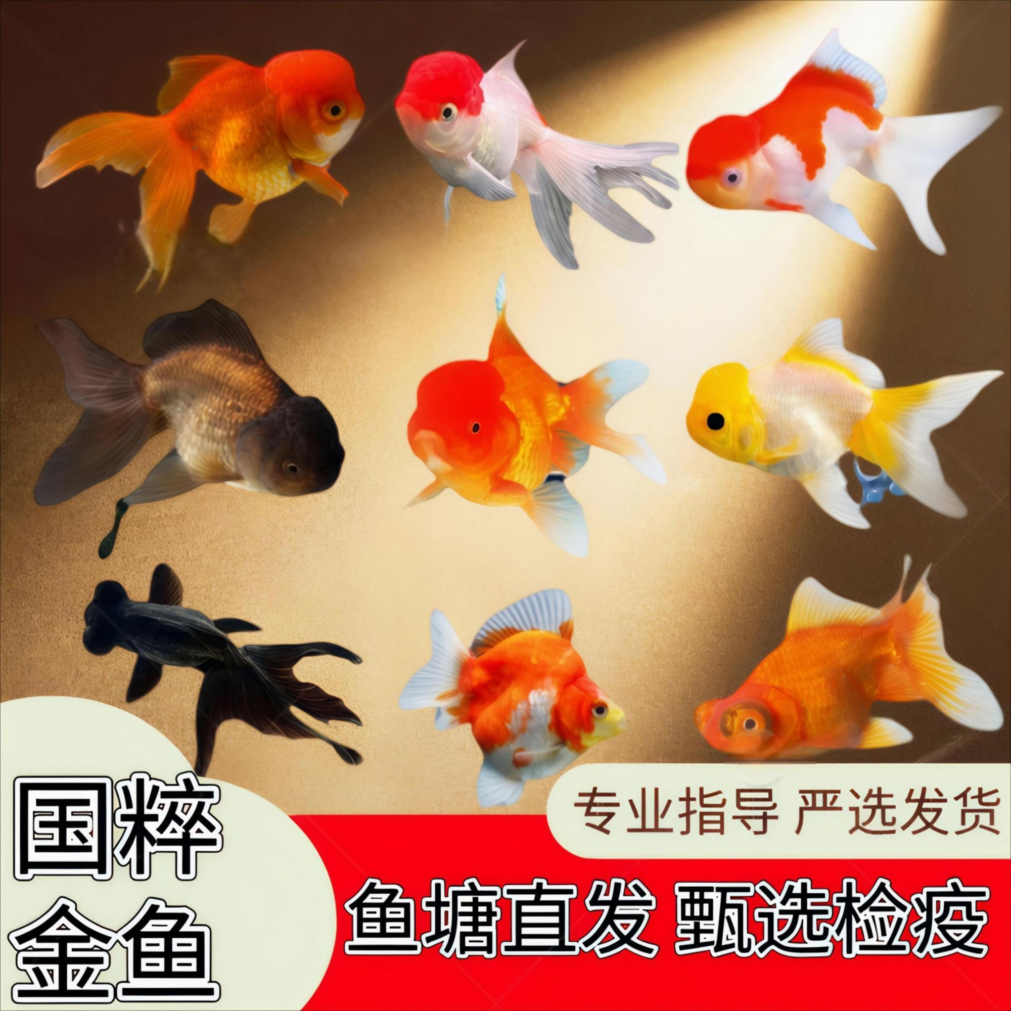 【混搭精品金鱼】6-8厘米11条丹顶红狮黑红龙睛冷水观赏鱼精品包邮