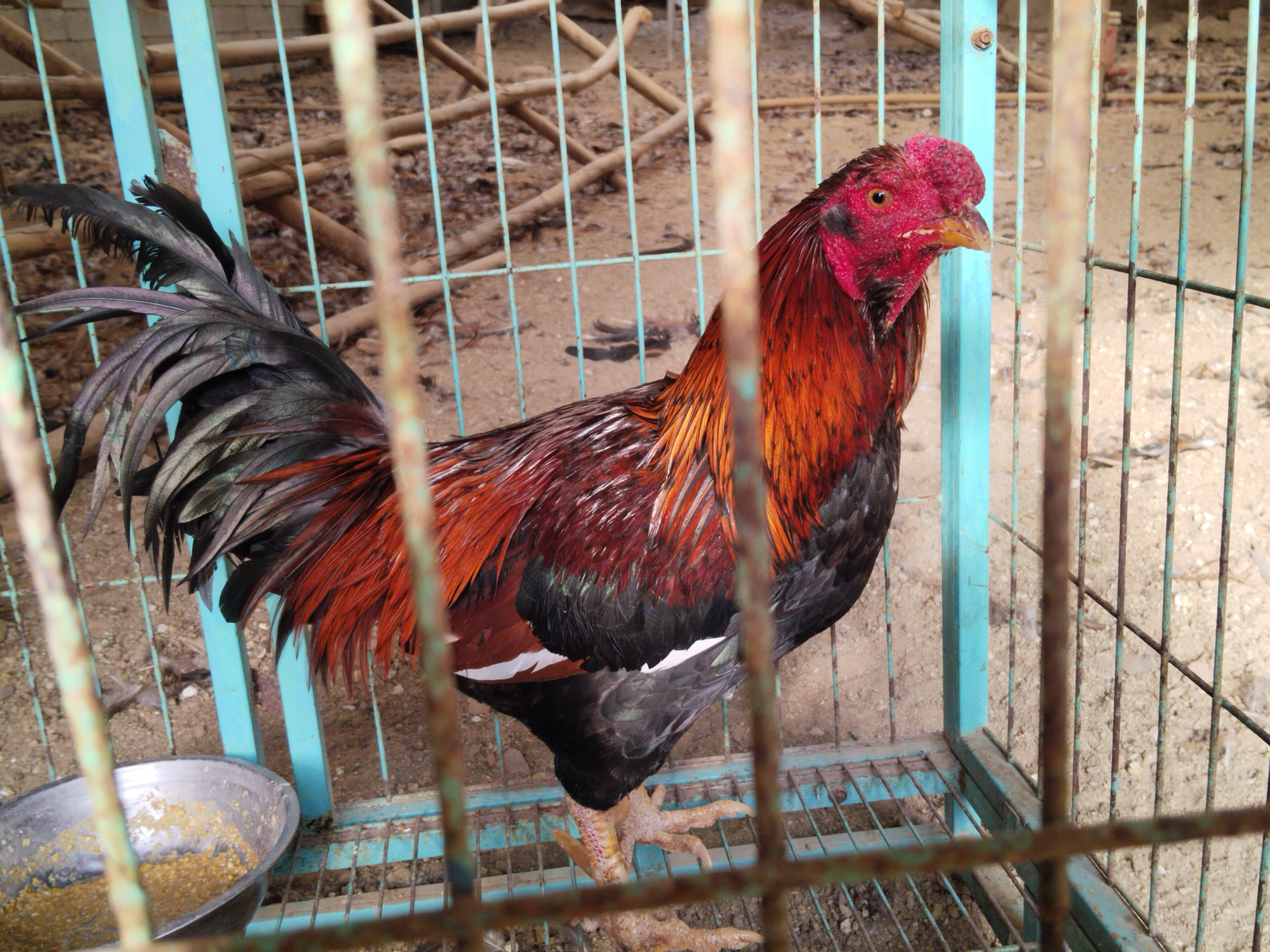 农村散养跑山鸡，品种斗鸡杂交，鸡龄4年半。（杀好发货）