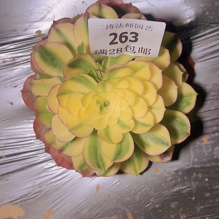 263海王多肉植物