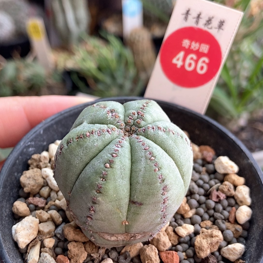 实生白肌神玉布纹球3.7cm侧面有疤