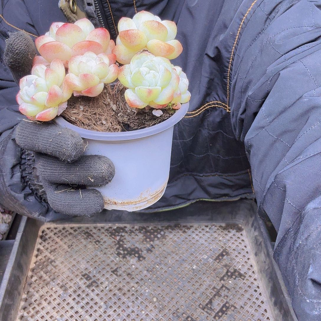 樱****003冰玉两个一物一拍